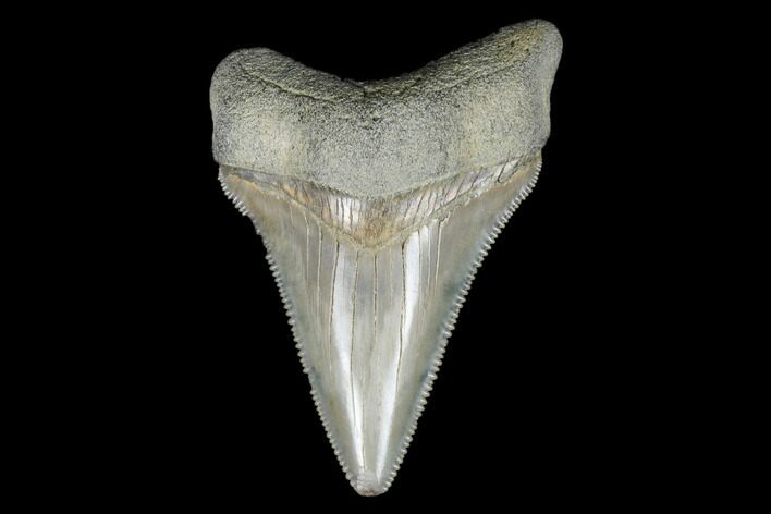 Serrated, Fossil Megalodon Tooth - Aurora, North Carolina #176591